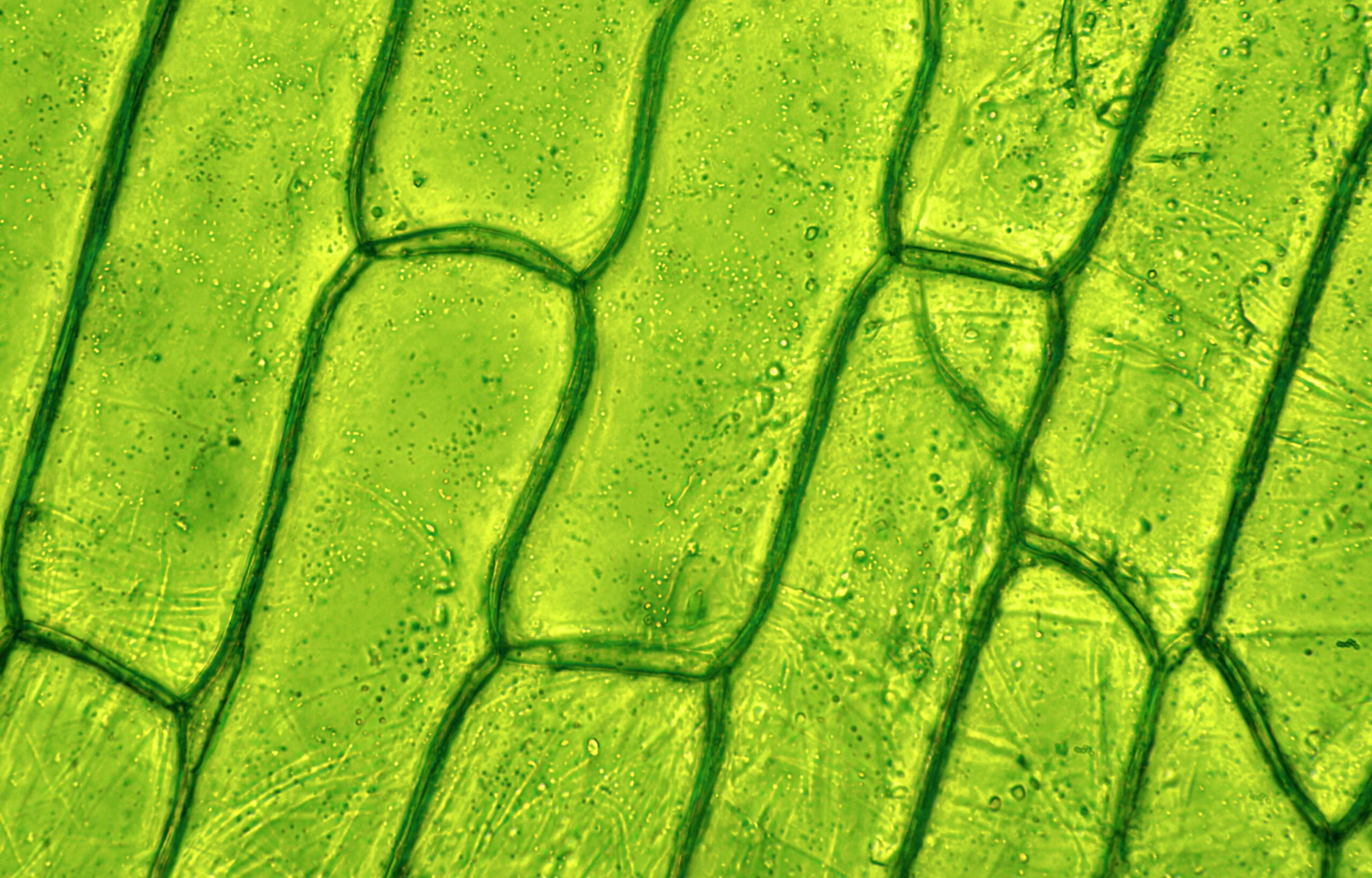 Green leaf under a microscope with individual cells visible