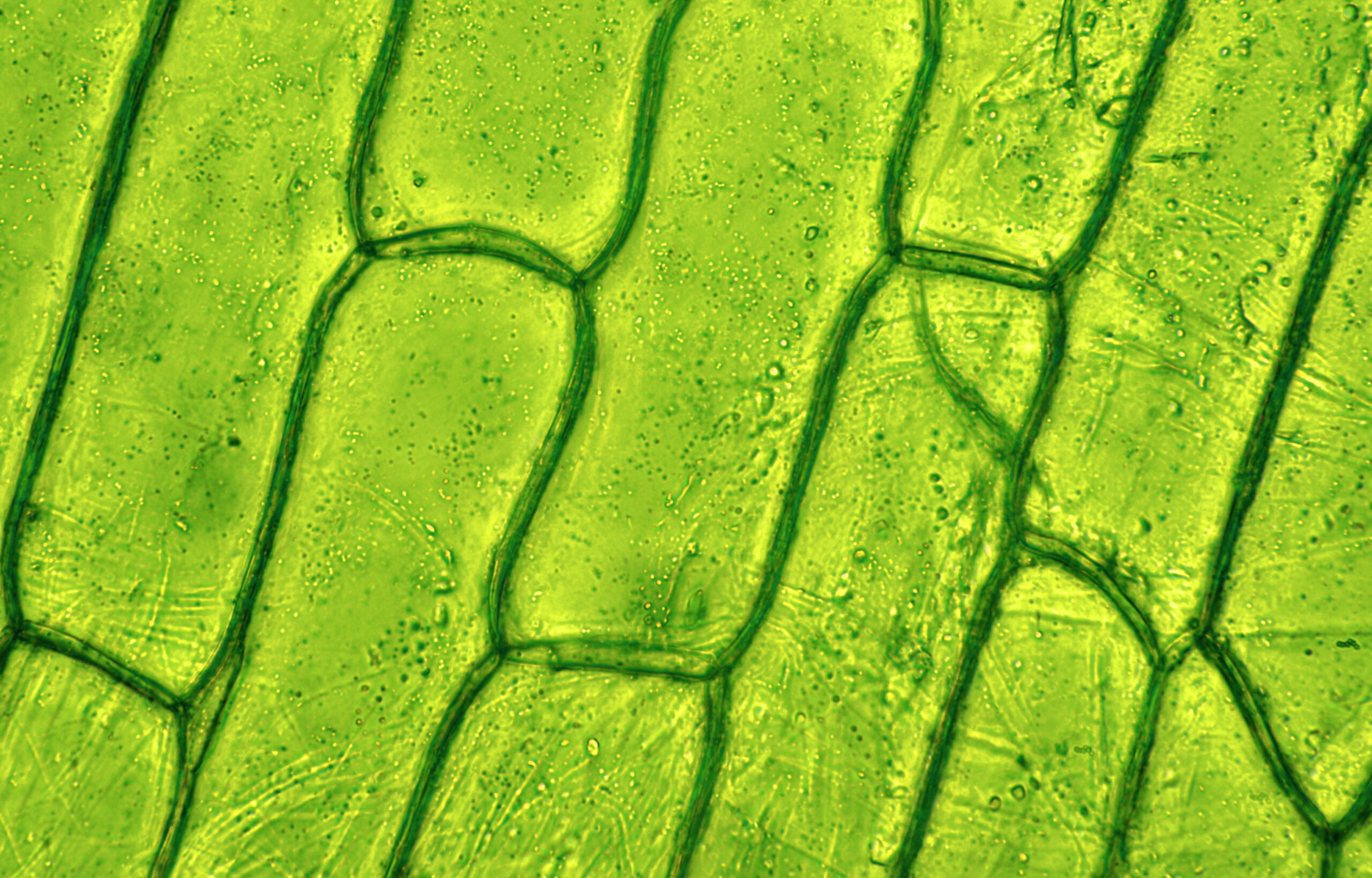 Green leaf under a microscope with individual cells visible