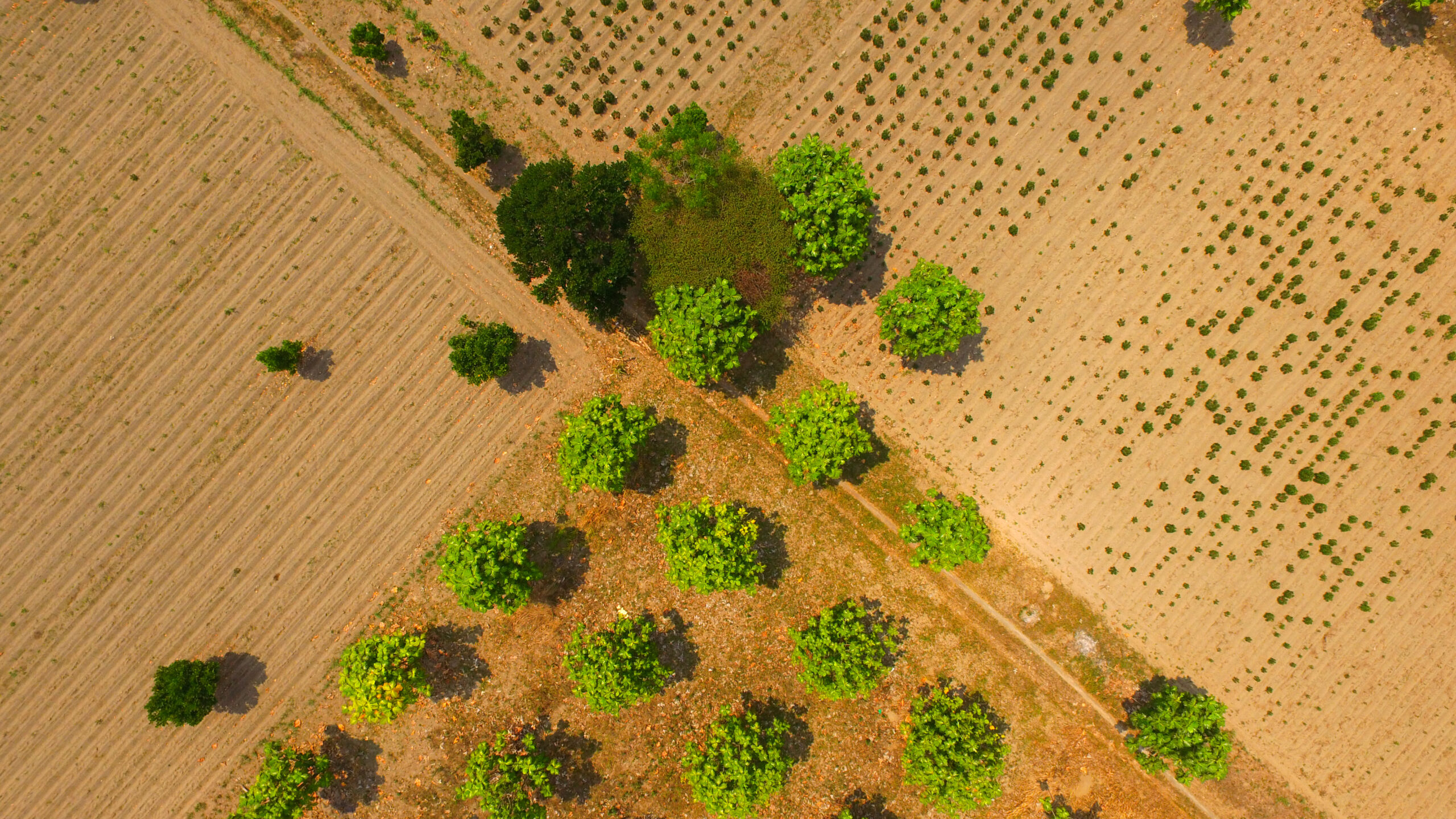 Aerial view of an agricultural field in the dry season showing spread out green trees and dry brown earth