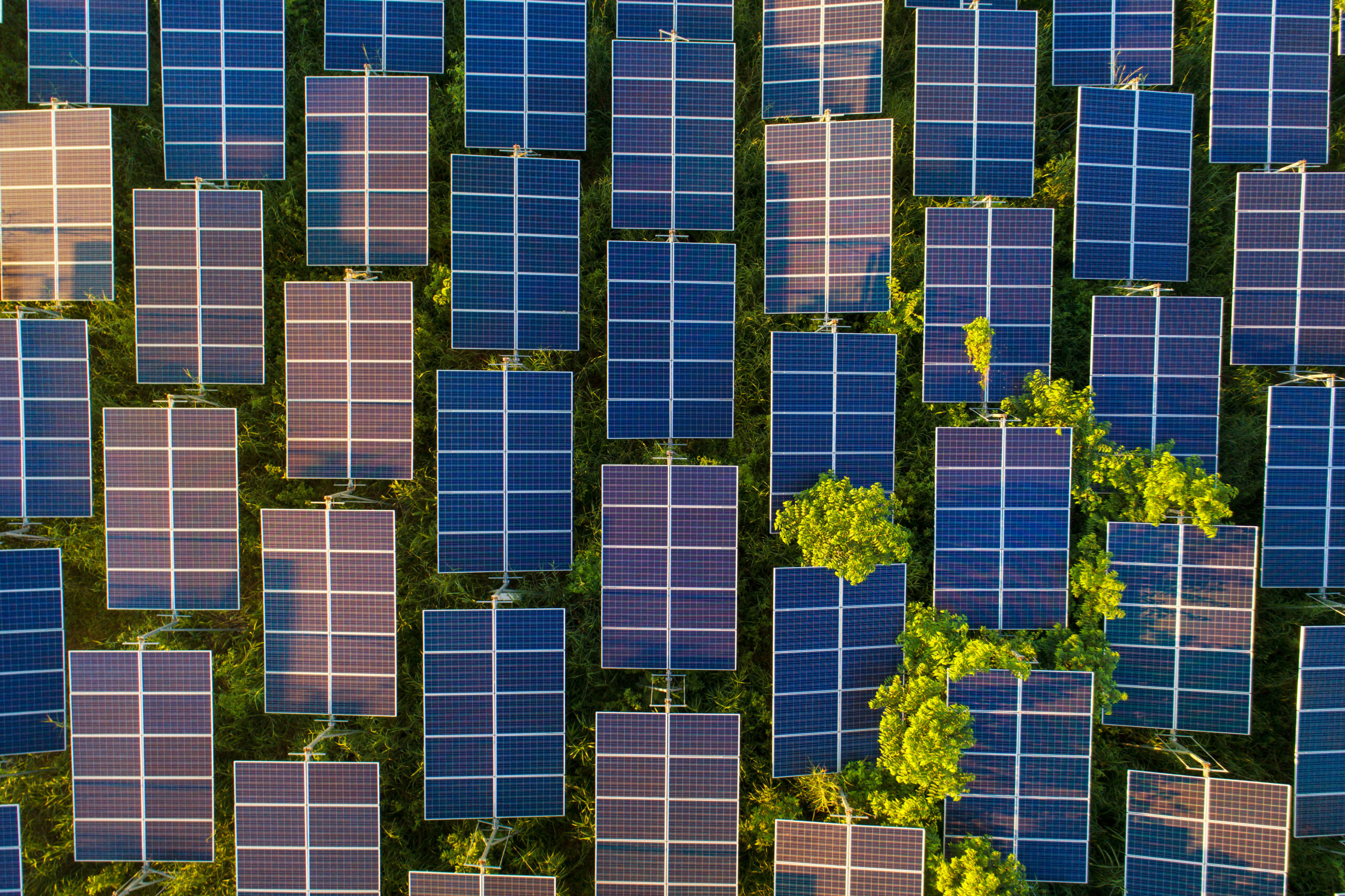 A solar power plant, made up of an array of photovoltaic solar panels and showing trees in between the sets of panels