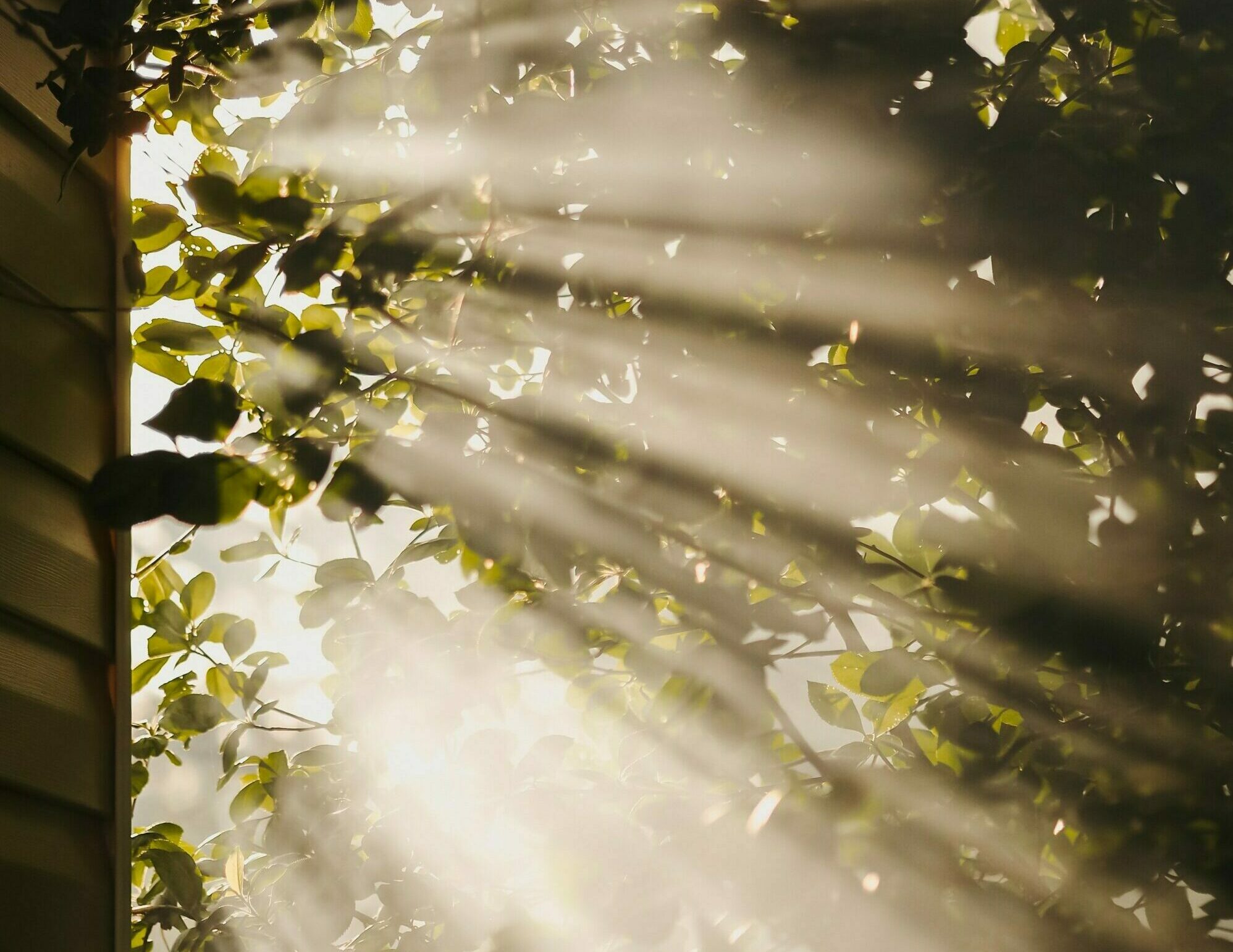 Rays of sunlight shining through brown leaves of a tree shot from below looking upwards